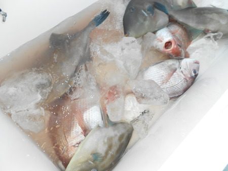 こうゆう丸 釣果