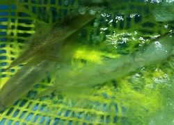 ディープ オーシャン 釣果