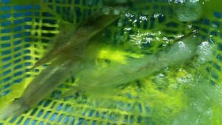 ディープ オーシャン 釣果