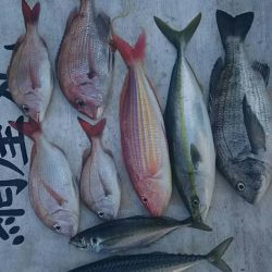 網屋丸 釣果