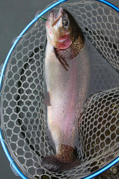 小菅トラウトガーデン 釣果