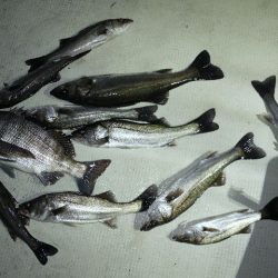 TOPGUN名古屋 釣果