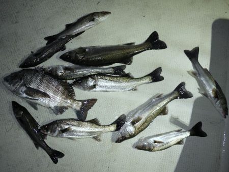 TOPGUN名古屋 釣果