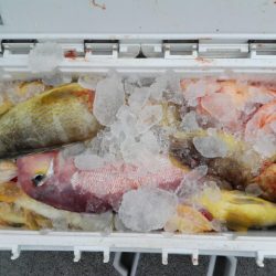 第二大福丸 釣果