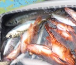 松福丸 釣果
