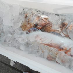 こうゆう丸 釣果