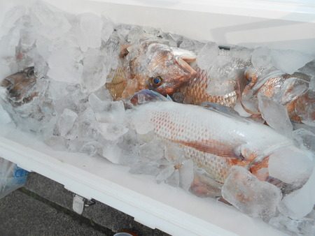 こうゆう丸 釣果