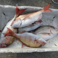 大進丸(新潟) 釣果