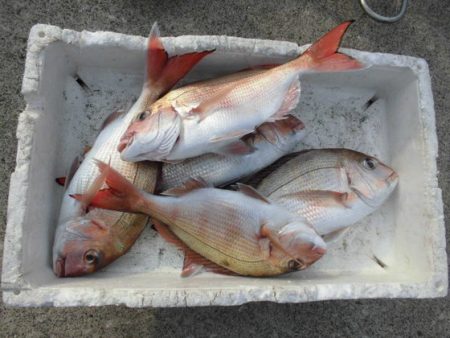 大進丸(新潟) 釣果