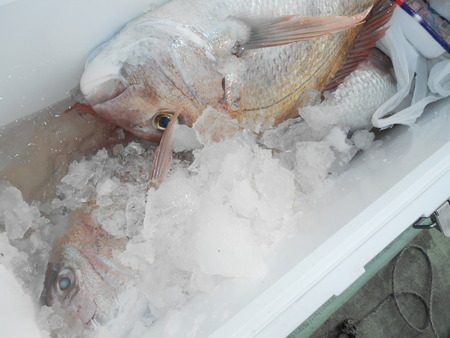 こうゆう丸 釣果