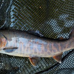 小菅トラウトガーデン 釣果