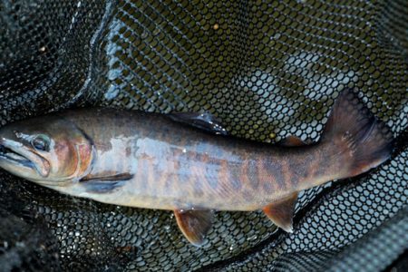 小菅トラウトガーデン 釣果