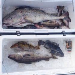 気仙沼 つり丸 釣果