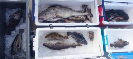 気仙沼 つり丸 釣果