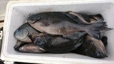 しば渡船 釣果