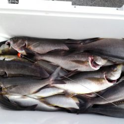 第二大福丸 釣果