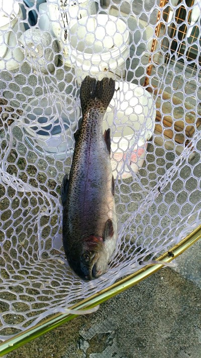 高萩ふれあいの里フィッシングエリア 釣果