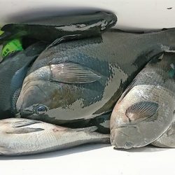 しば渡船 釣果