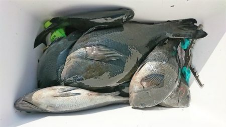 しば渡船 釣果