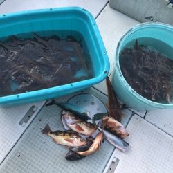 ふじしめ丸 釣果