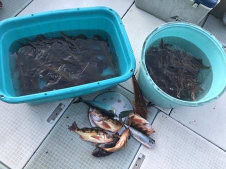 ふじしめ丸 釣果