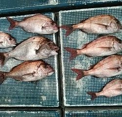 フィッシングガイド りょう 釣果
