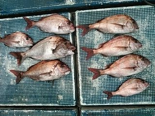 フィッシングガイド りょう 釣果