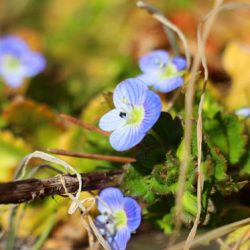 小菅トラウトガーデン 釣果