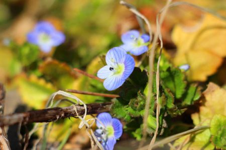 小菅トラウトガーデン 釣果
