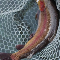 小菅トラウトガーデン 釣果