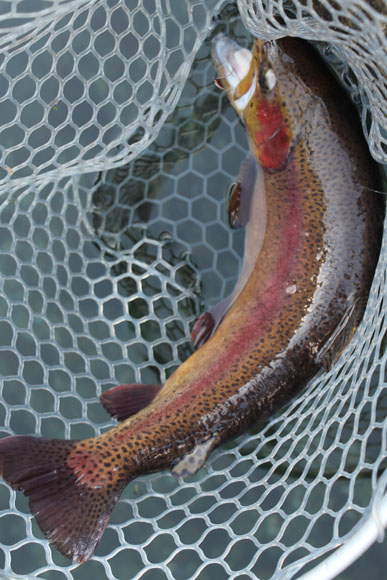 小菅トラウトガーデン 釣果