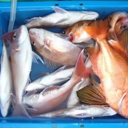 第二むつ漁丸 釣果