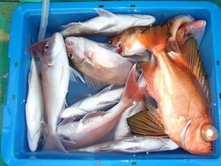 第二むつ漁丸 釣果