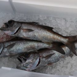 へいみつ丸 釣果