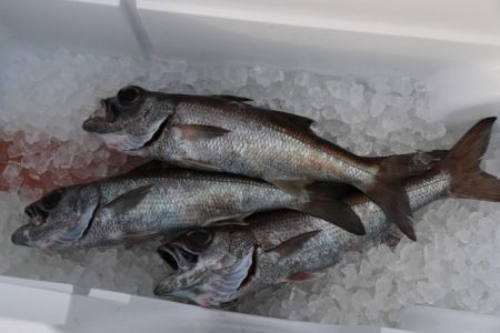 へいみつ丸 釣果