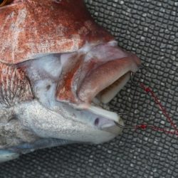 へいみつ丸 釣果