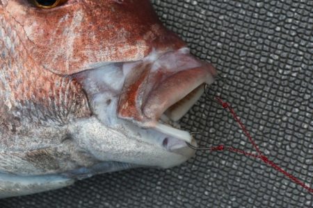 へいみつ丸 釣果