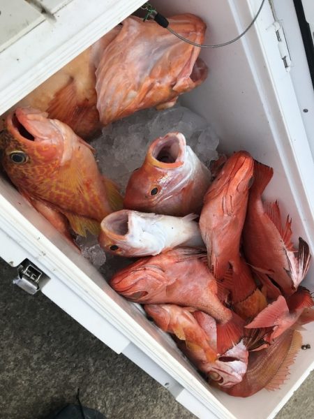 寿裕 （YOSHIHIRO） 釣果