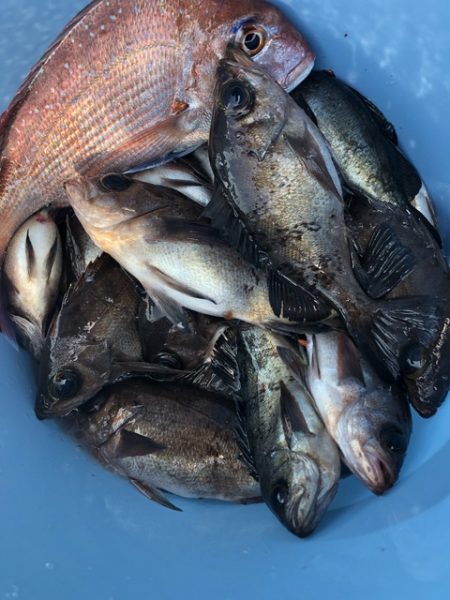 第二辰丸 釣果