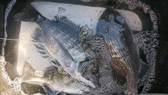 まこと渡船 釣果