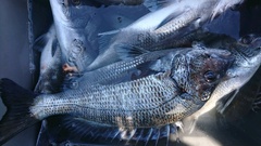 まこと渡船 釣果