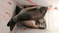 まこと渡船 釣果