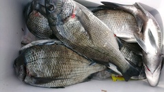 まこと渡船 釣果