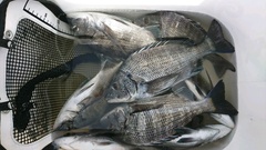 まこと渡船 釣果