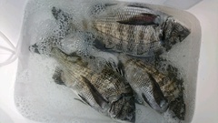 まこと渡船 釣果