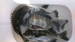 まこと渡船 釣果