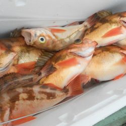 こうゆう丸 釣果