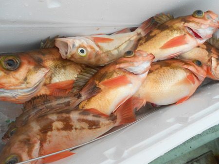 こうゆう丸 釣果