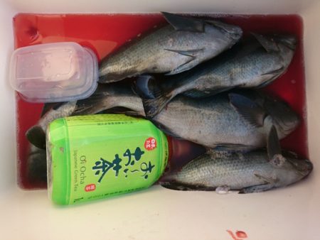 千津丸 釣果
