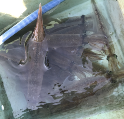 なかくに丸 釣果